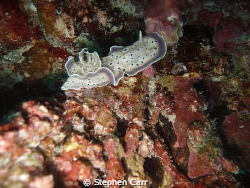 took this photo while diving on the house reef at Angaga ... by Stephen Carr 